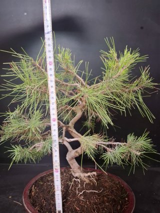 Bonsái Pino Halepensis