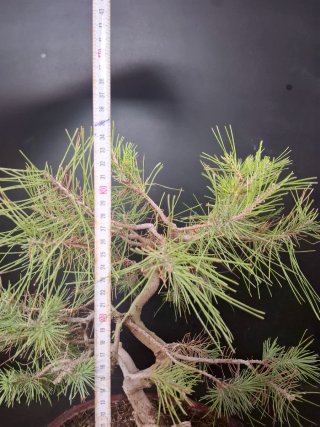 Bonsái Pino Halepensis