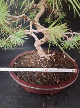 Bonsái Pino Halepensis