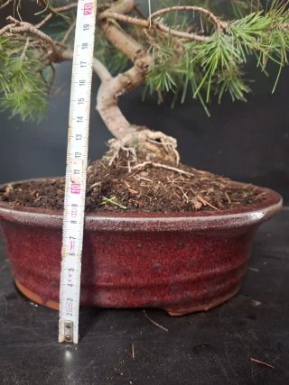 Bonsái Pino Halepensis