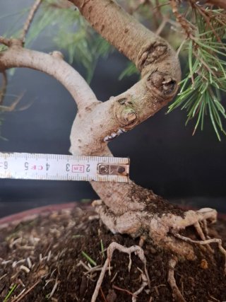 Bonsái Pino Halepensis