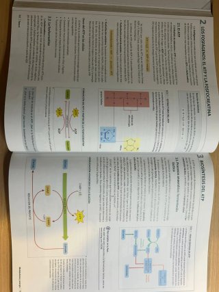 Anatomía aplicada 1°Bach