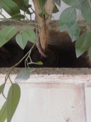 Maceta/Jardinera de hormigón/terrazo
