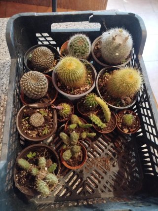 Lote 14 Cactus: 6 grandes, 8 pequeños