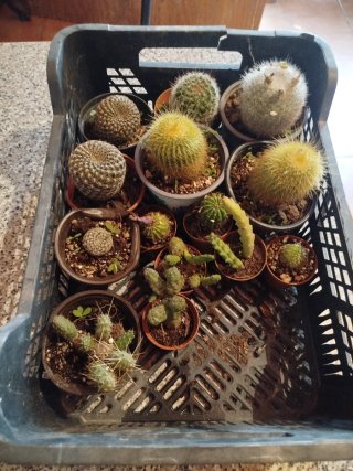 Lote 14 Cactus: 6 grandes, 8 pequeños
