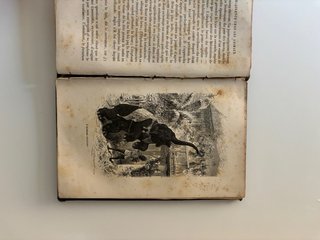 Libro Animali 1872