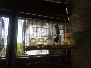 Jaulas para pájaros (grandes 5 € y 3 € pequeñas)
