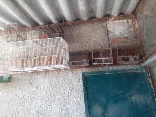 Jaulas para pájaros (grandes 5 € y 3 € pequeñas)