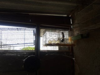 Jaulas para pájaros (grandes 5 € y 3 € pequeñas)