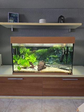 Acuario Juwel Rio 125L