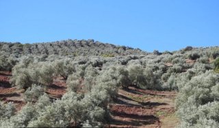 Venta de Pedazo de olivos