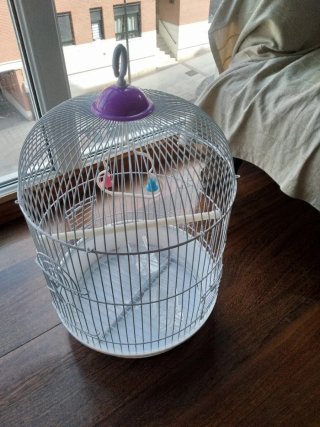 Jaula para pájaros con accesorios