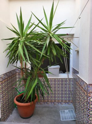 Planta grande