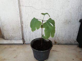Pianta Ginkgo Biloba in vaso