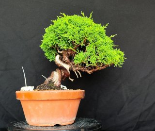 Bonsai Junípero Itoigawa