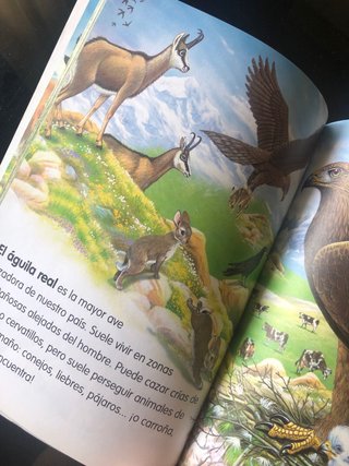Lote libros infantiles