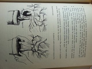 Libro manual práctico de bonsai