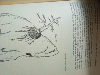 Libro manual práctico de bonsai
