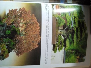 Libro manual práctico de bonsai