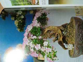 Libro manual práctico de bonsai