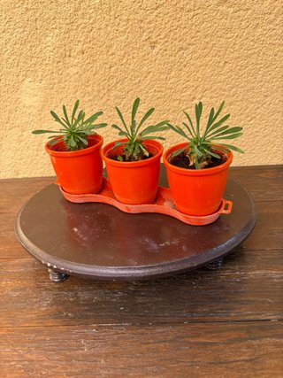 3 Suculentas Euphorbia caudiciforme