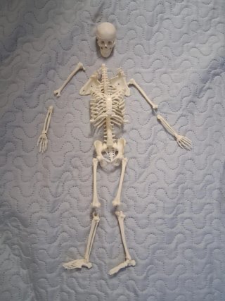 Conoce tu Anatomía Educa Kit