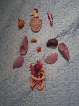 Conoce tu Anatomía Educa Kit