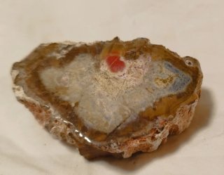 Madera  Fósil Pulida xilápalo Agata Jaspe