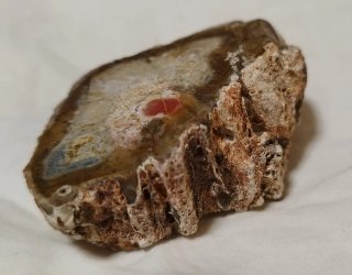 Madera  Fósil Pulida xilápalo Agata Jaspe