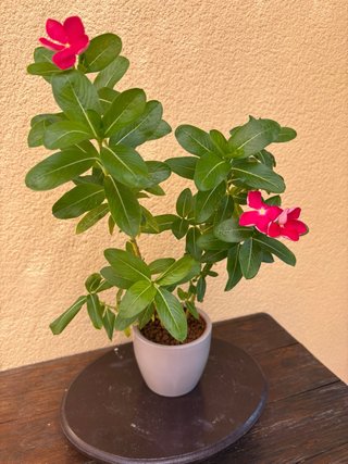 Vinca de Madagascar en flor