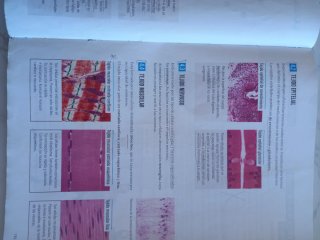 Proyecto: FanFest - Biología y Geología 3 ESO