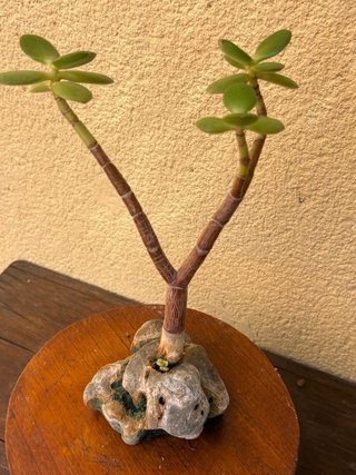 Bonsái Jade sobre Piedra - Crassula ovata
