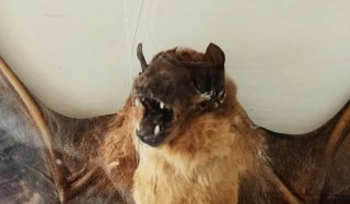Tassidermia Pipistrello Vampiro
