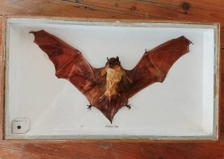 Tassidermia Pipistrello Vampiro