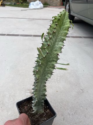 Euphorbia ammak