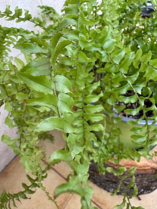 Helecho Boston Nephrolepis