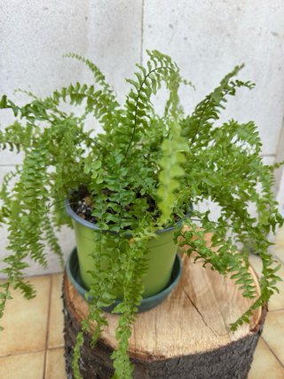 Helecho Boston Nephrolepis