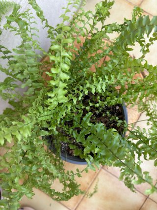 Helecho Boston Nephrolepis
