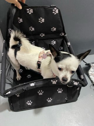 Transportín para perro coche huellas
