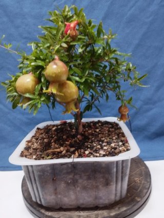 Bonsái Granado Variedad Nana