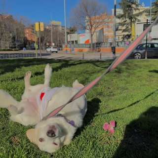 Paseadora de perros en Alcorcón y Madrid