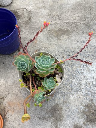 Suculenta Echeveria en maceta