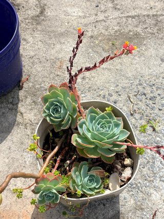 Suculenta Echeveria en maceta