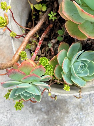Suculenta Echeveria en maceta