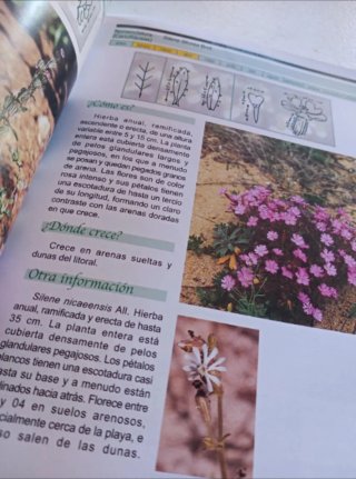 Guía de las flores silvestres de Chiclana