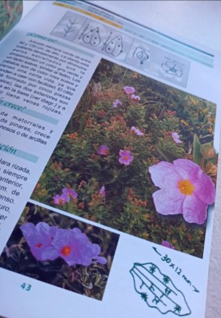 Guía de las flores silvestres de Chiclana