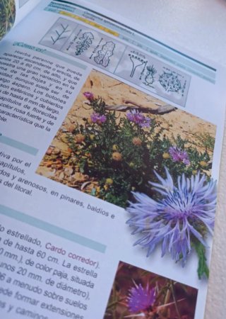 Guía de las flores silvestres de Chiclana