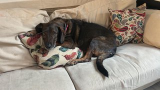Cuidador de perros ,gatos y mas animales