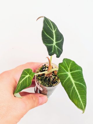 Alocasia black velvet (no var)