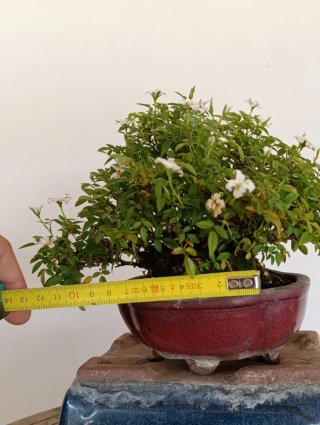 Bonsai mini rosal "Si" de Dot.